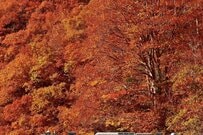 撮り鉄が撮影した「新潟県の絶景」が話題「紅葉と電車の見事な一枚」