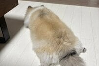飼い主が風呂に入り「ふて寝をする犬」　特徴的な寝姿が「モモンガ」にしか見えないと話題に
