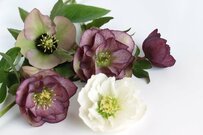 【クリスマスローズ】冬のガーデニングで育てたい！よい苗を選ぶポイントとは？