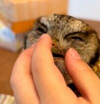 【手とたわむれるフクロウ】ナデナデが気持ちよすぎてとろけるフクロウの表情に癒される！