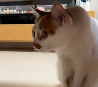 【一体何が？】猫ちゃんの凝視に飼い主さんは戸惑い…視線の先には予想外の姿が！