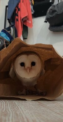 【紙袋とフクロウ】狭い空間でゴソゴソ！ふらつきながらも楽しそうな姿に思わずニッコリ