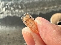 浜辺で発見した「飴細工のような物体」が話題に　実は「高級な生物」だった