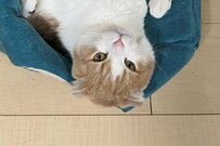帰宅した飼い主さんが目にした光景が話題　猫達の最高すぎる姿に…