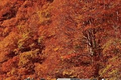 撮り鉄が撮影した「新潟県の絶景」が話題「紅葉と電車の見事な一枚」