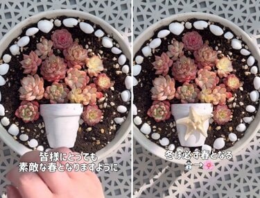 淡いピンク色の多肉植物 陶器鉢 多肉植物 寄せ植え そのまま飾れる✧*｡٩(ˊωˋ*)و✧*ピンク楕円鉢 多肉