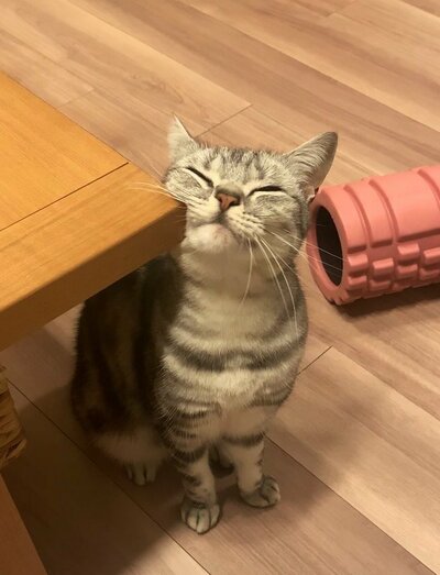 冬毛のあんこくん