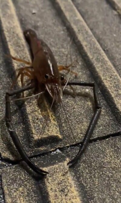 カメラが近づいても警戒しないテナガエビ