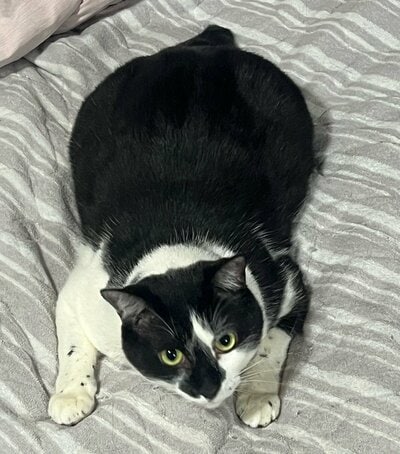 上キャプ