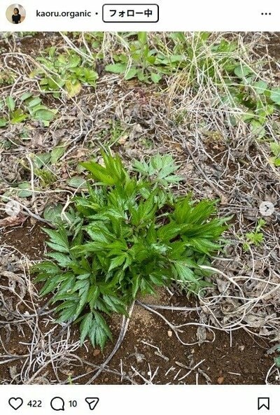 杉田かおるのInstagram投稿