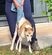 高齢で後ろ足が動かなくなった犬 レスキューのサポートでリハビリを続け、見事に回復！