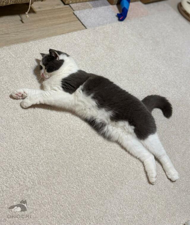 カーペットの上に落ちている猫　口を見ると…判明した事実がかわいすぎる