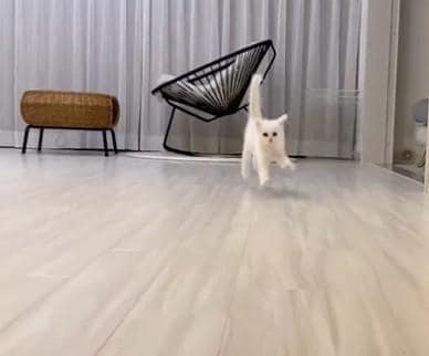 出所：@meltube_cat