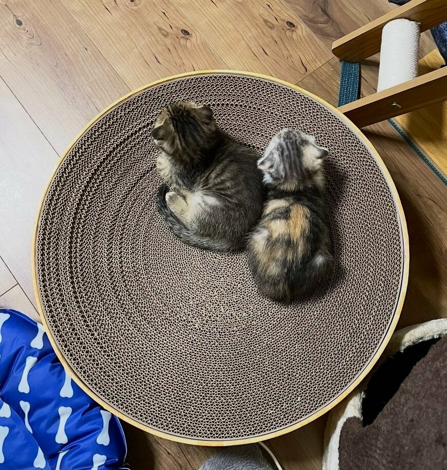 「これが　こう」生後1ヶ月の兄妹猫　生後半年のビフォーアフターに悶絶「育ったな」「4倍」