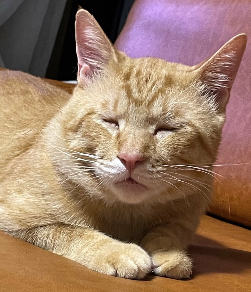 出所：@Beercat_Ana_Dar