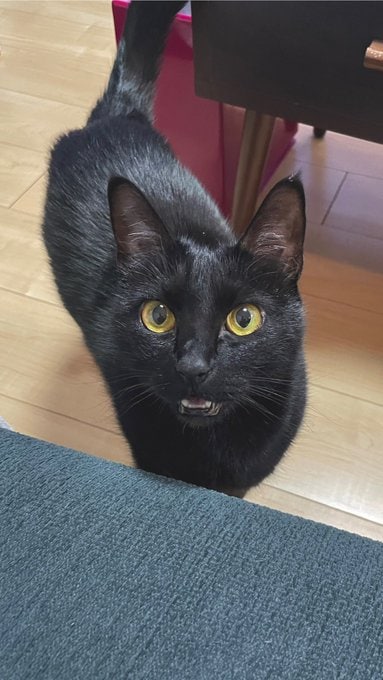 「右耳どっかいった」美少女猫ちゃんのおはよう…意外な表情に「狩られそう」の声