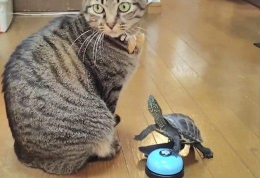 「吹き出してしまいました」猫に気づいてほしい亀の必死なアピール→まさかの結末に笑ってしまう