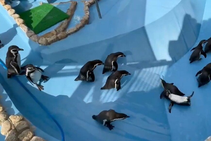 出所：@kobeojizoo