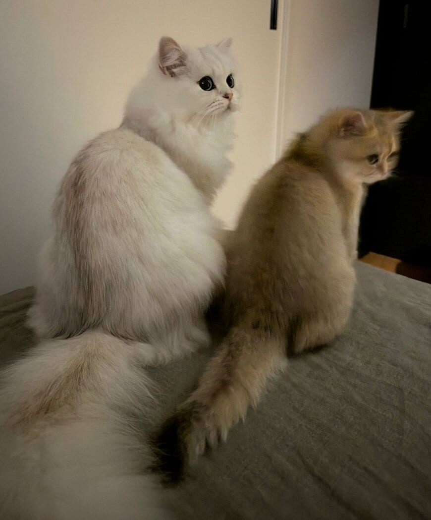 【寝起きもお揃い】普段はキラキラの美猫母子→ふたりの寝起き姿がシンクロしすぎて笑ってしまう！　