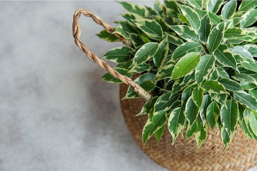 almaje/Shuterstock.com