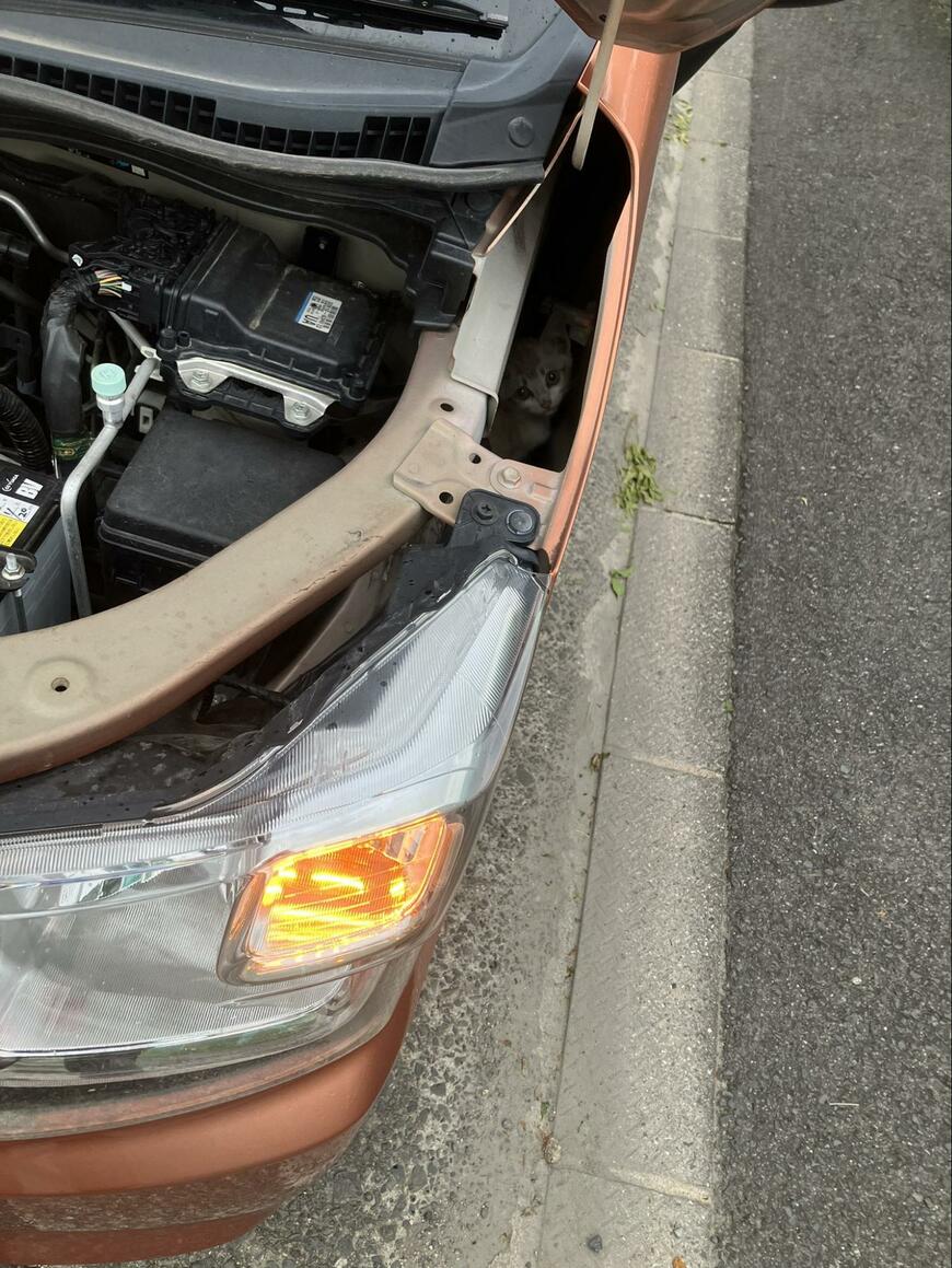 自動車で出勤中に聞こえた「小さな声」　ボンネットに隠れていた生物に「見つかったよかった」