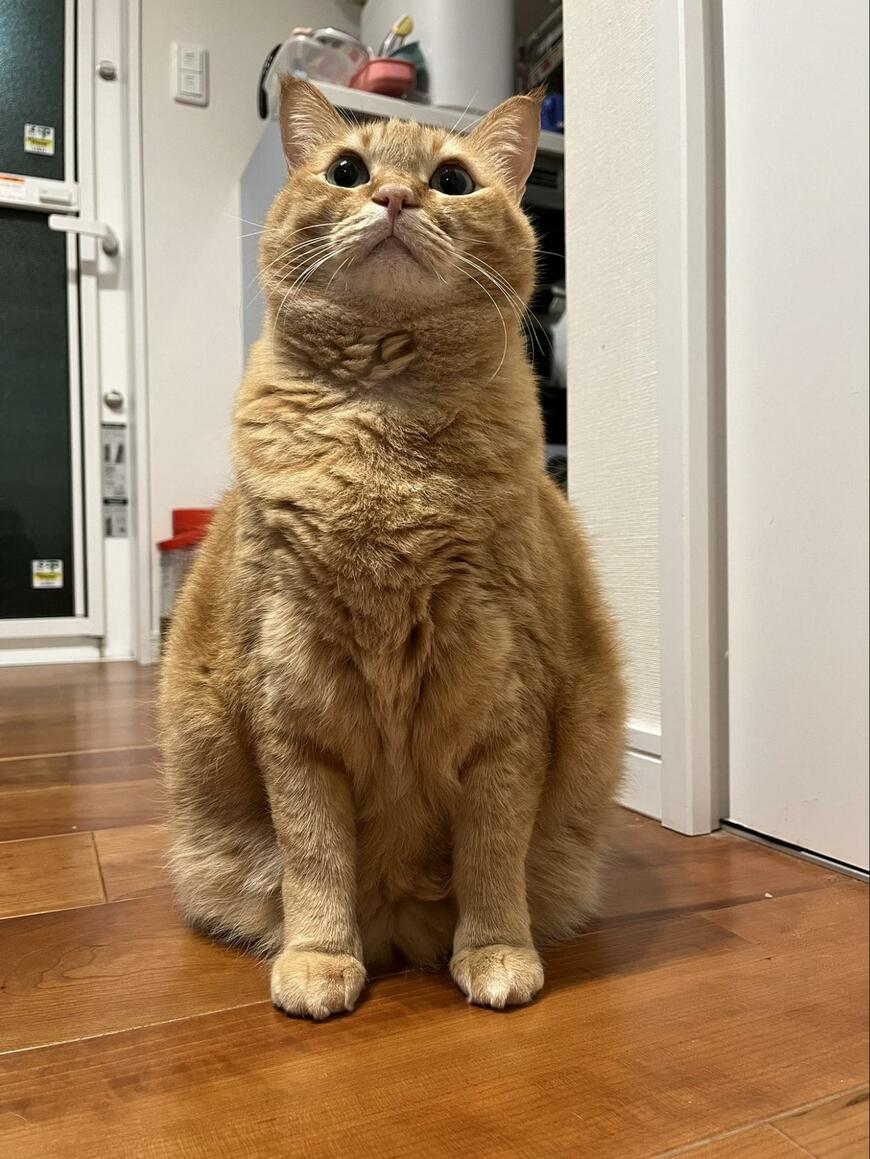 出所：@kagisuzu0531