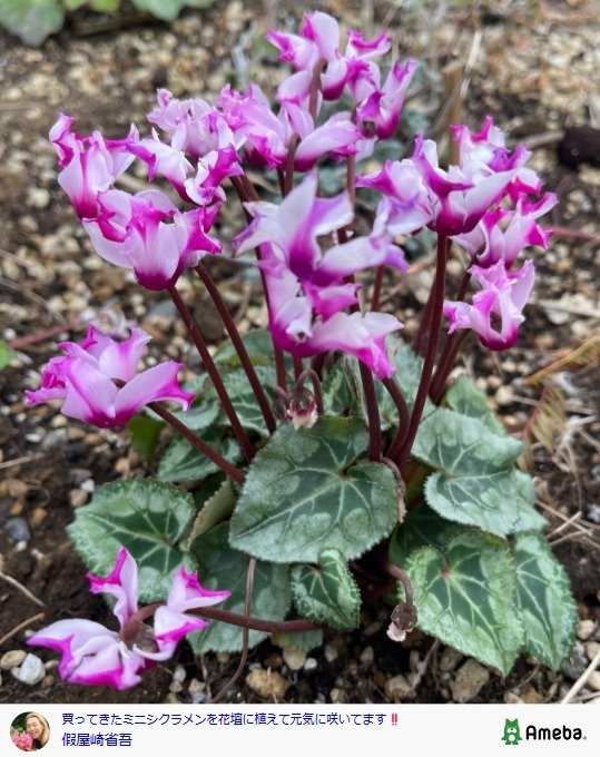 出所：假屋崎省吾の公式ブログ　参照日：2026年1月23日