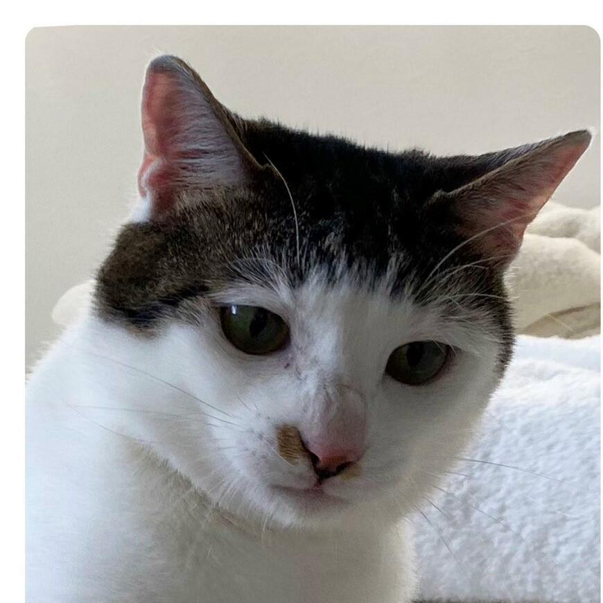 出所：@Saeroyi_cat