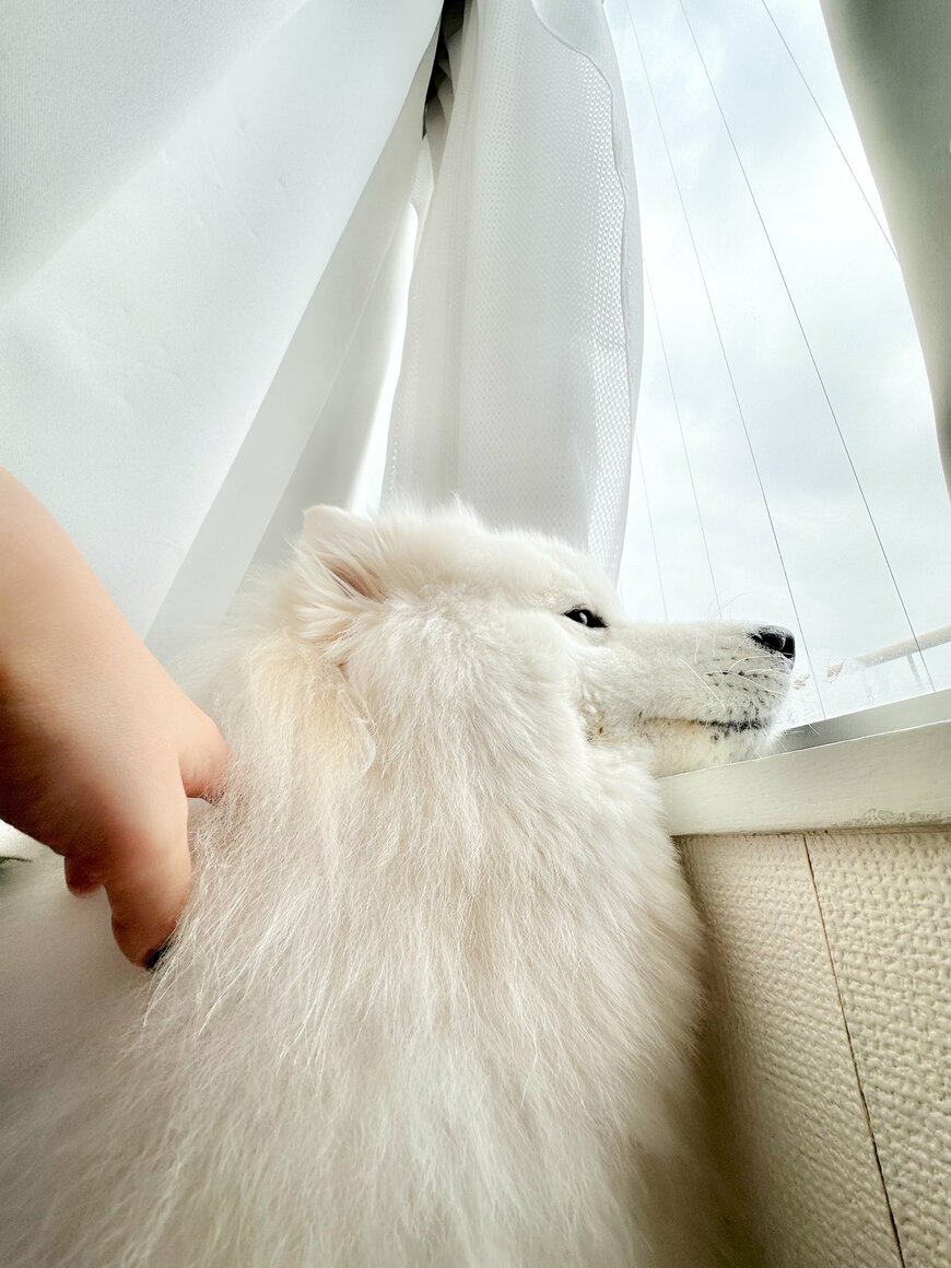 出所：@samoedsoran