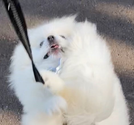 出所：@chikuwa78107742