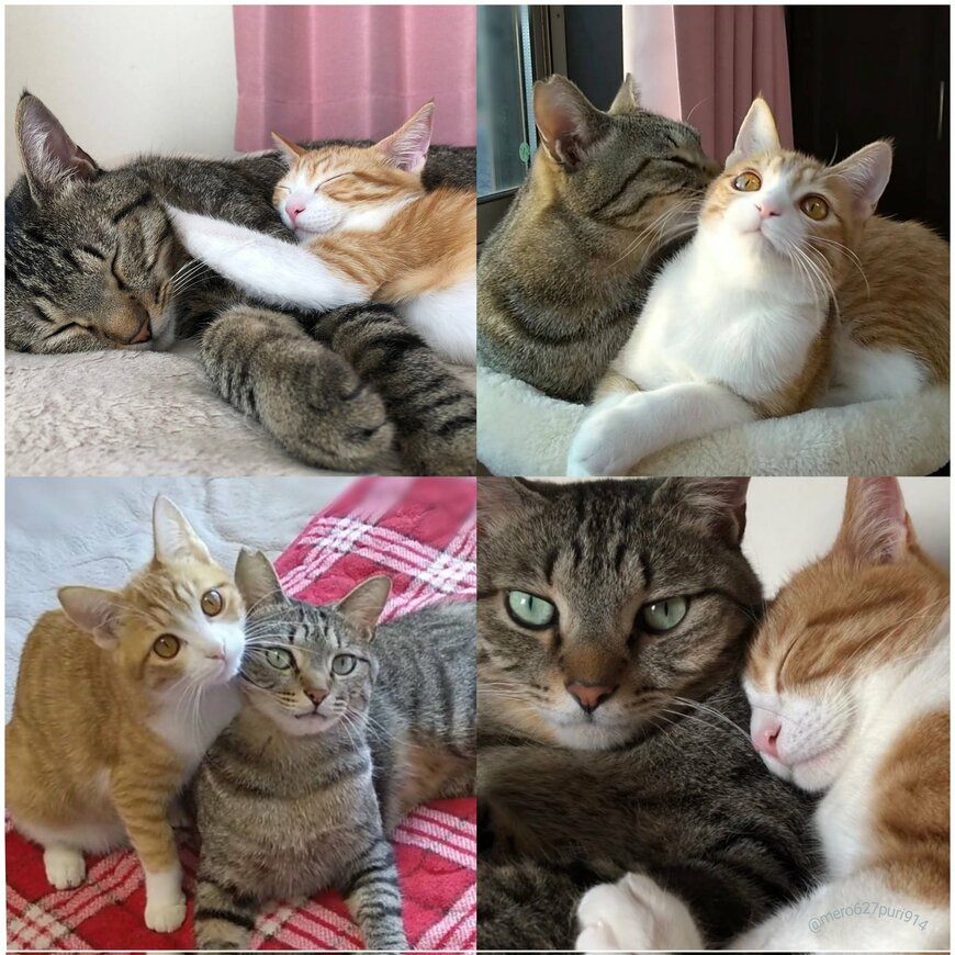 出所：@mero627puri914t