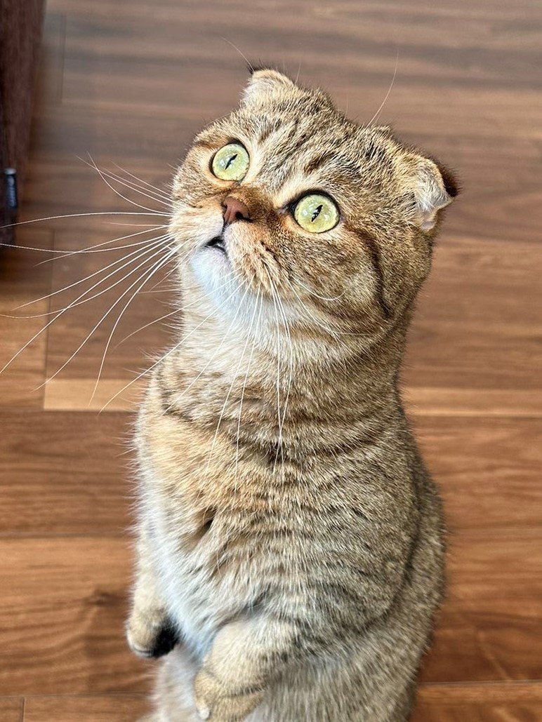 出所：@ponpokopontanu