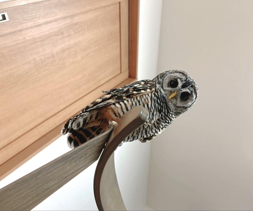 出所：@kanata_akas