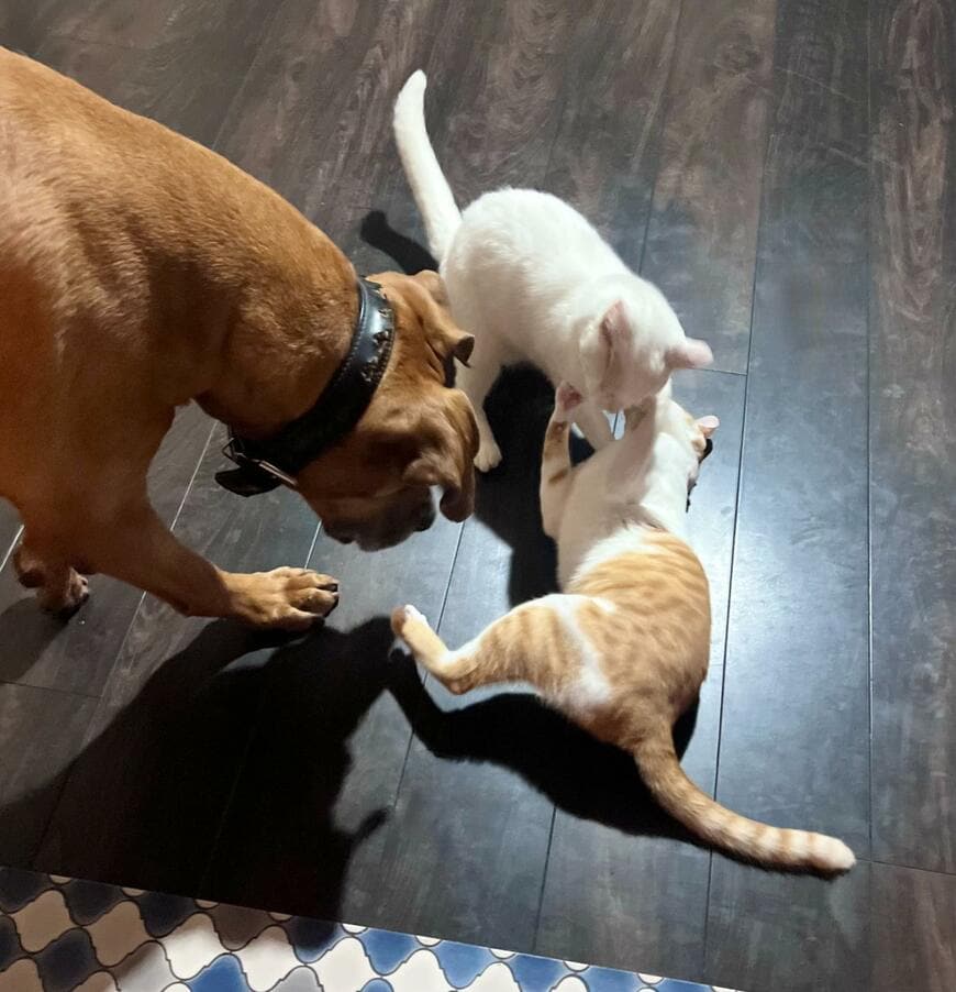 ニャンプロが激化するのを見た土佐犬　その直後にとった行動に称賛の声