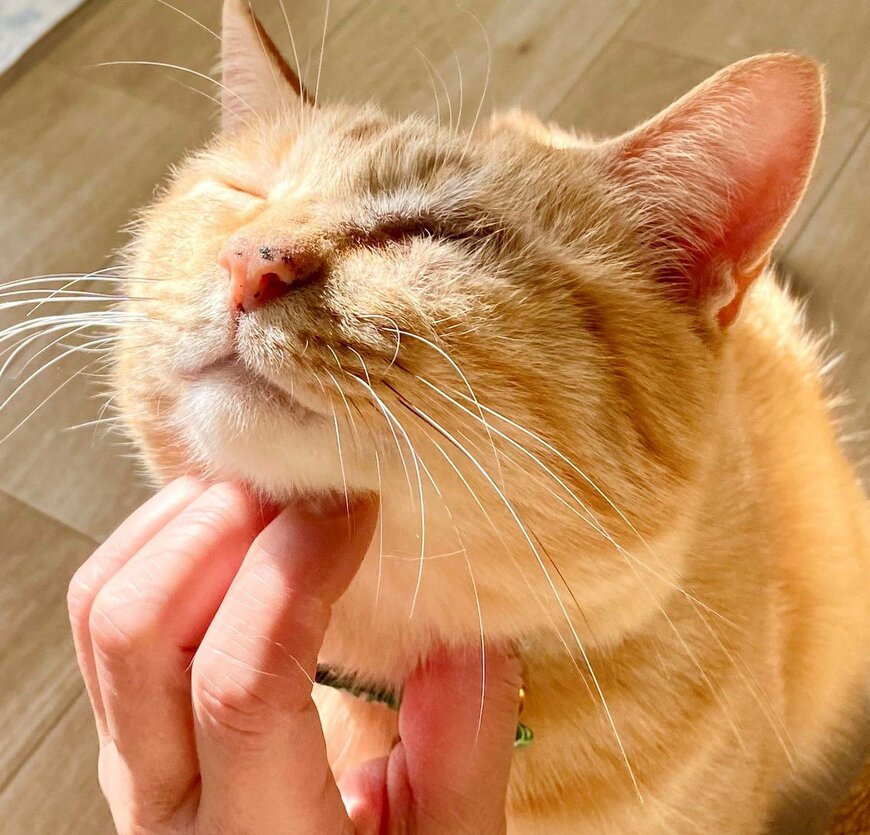 出所：@luna7taka9