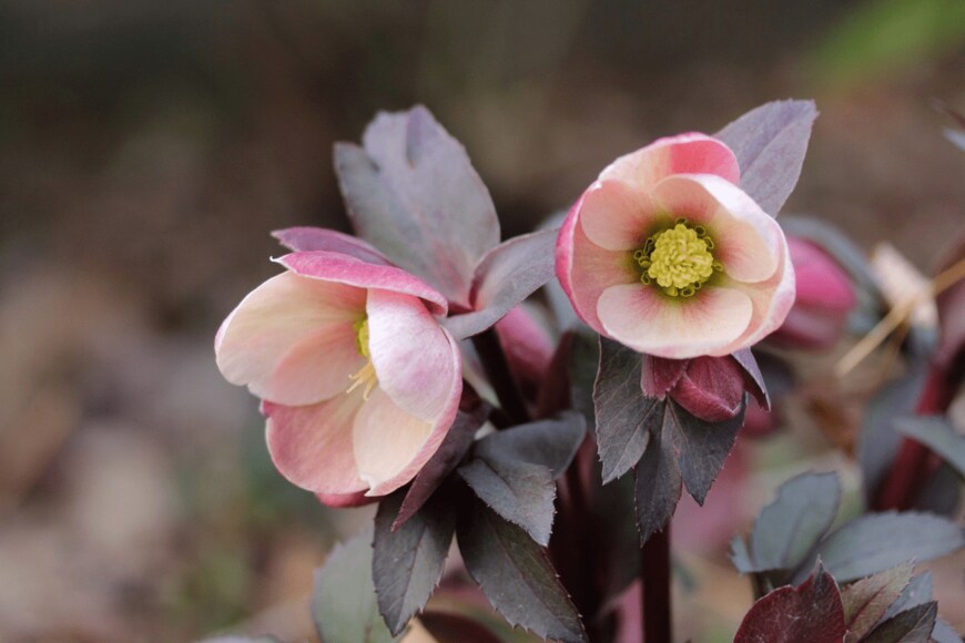 Hana-Photo/shutterstock.com