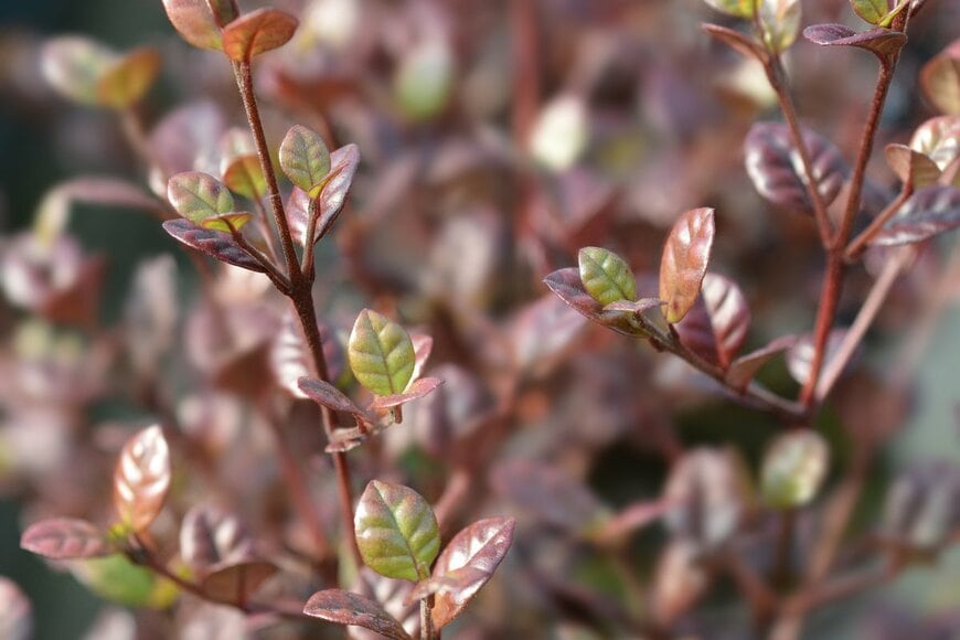 Nahhana/shutterstock.com