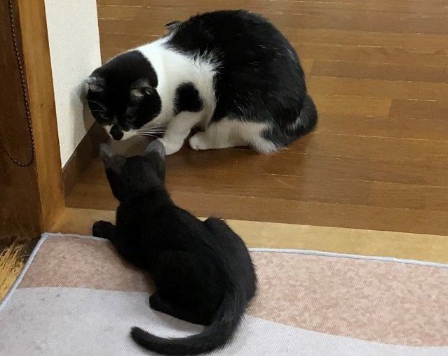 出所：@00shitemita