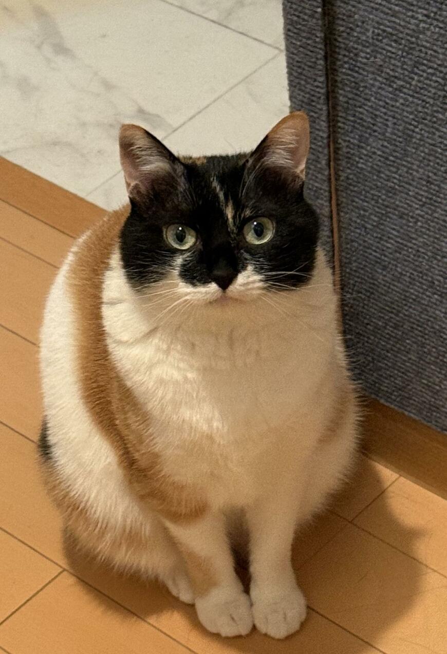 【癒し】にっこり微笑む元保護猫ちゃん！コメント欄「スマイル0円だよね！？」の声