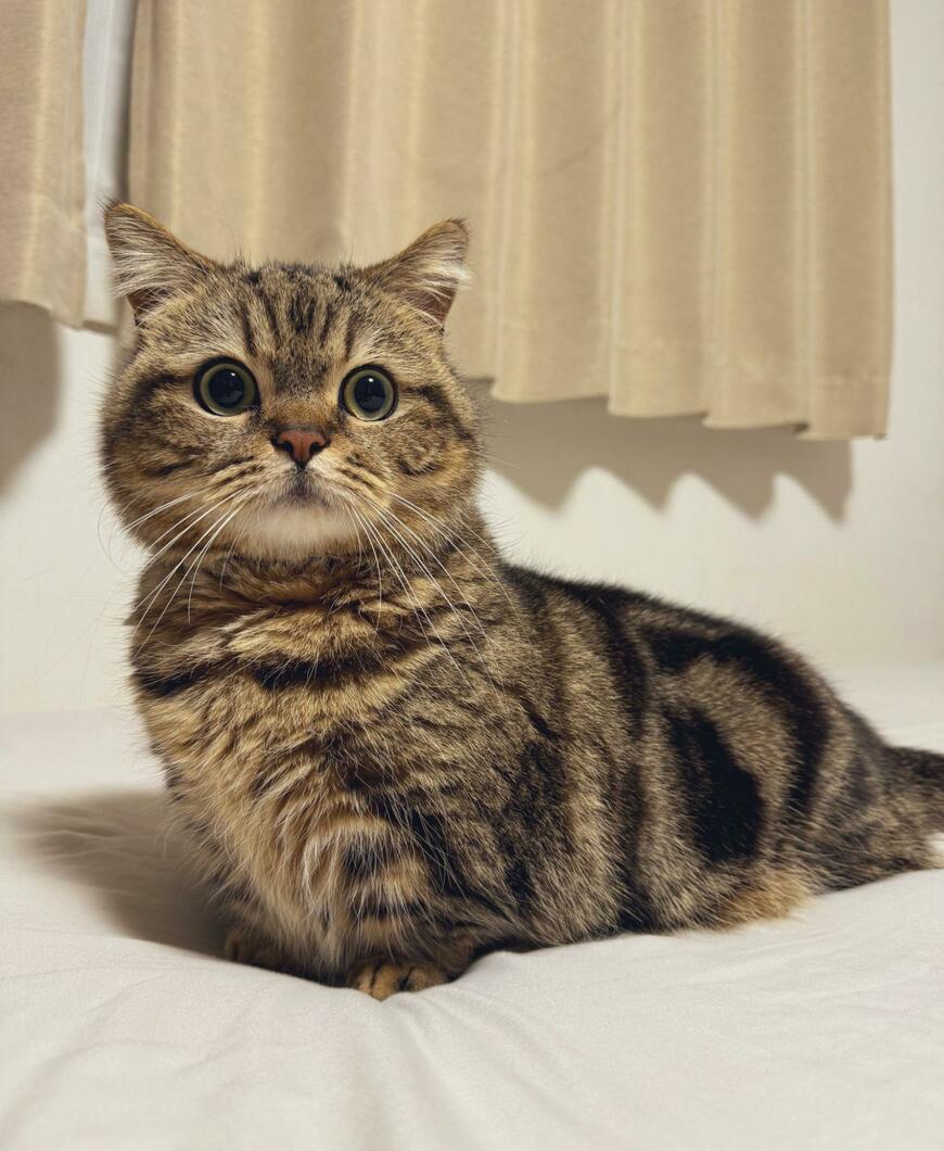 出所：@chopachabi81