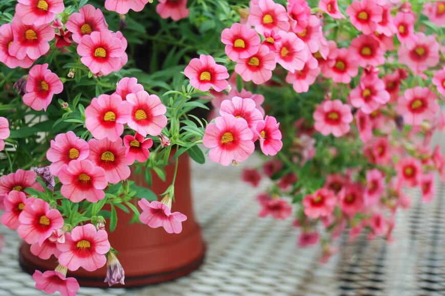 Yui Yuize/Shutterstock.com