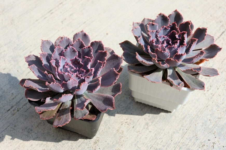 Hui Boon/Shutterstock.com