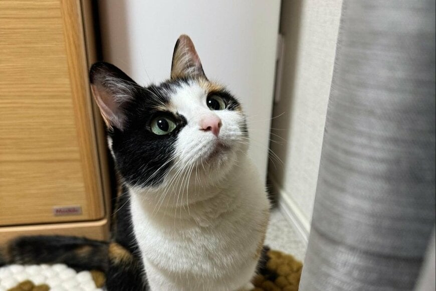 保護猫の寝姿を隠し撮りすると→守りたくなる姿に注目「警戒心なさすぎて心配です」