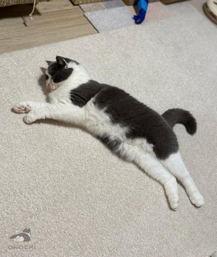 カーペットの上に落ちている猫　口を見ると…判明した事実がかわいすぎる
