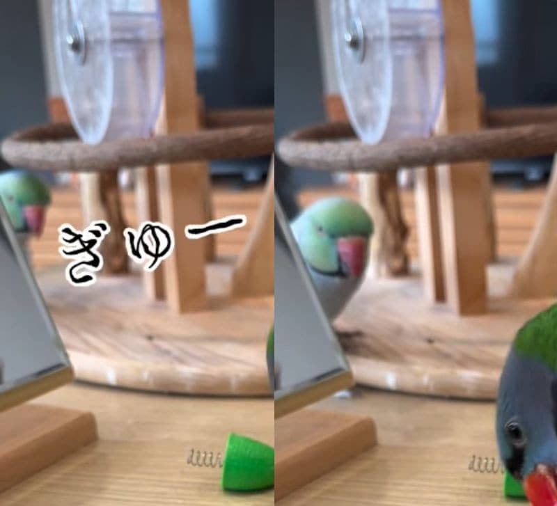 出所：@zundamame_cockatiel