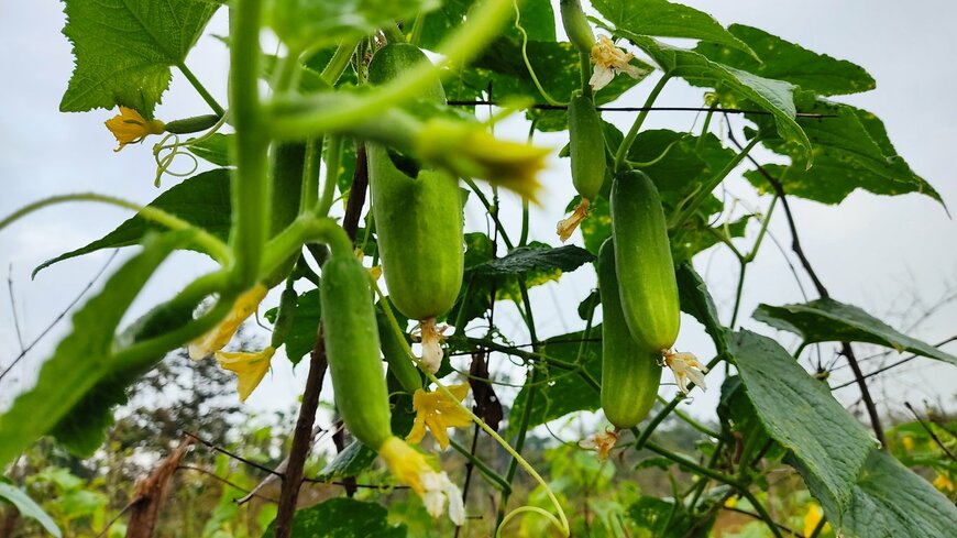 thawisak rattanasit/istockphoto.com