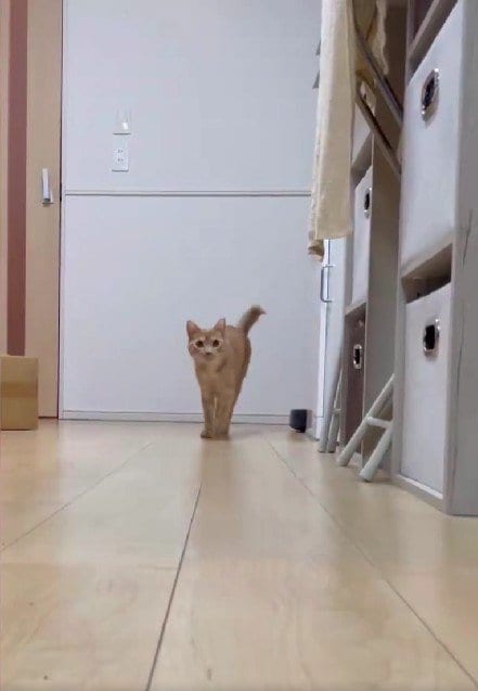 出所：＠Teagle_Noir