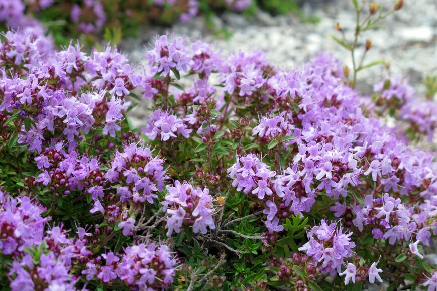 photowind/shutterstock.com