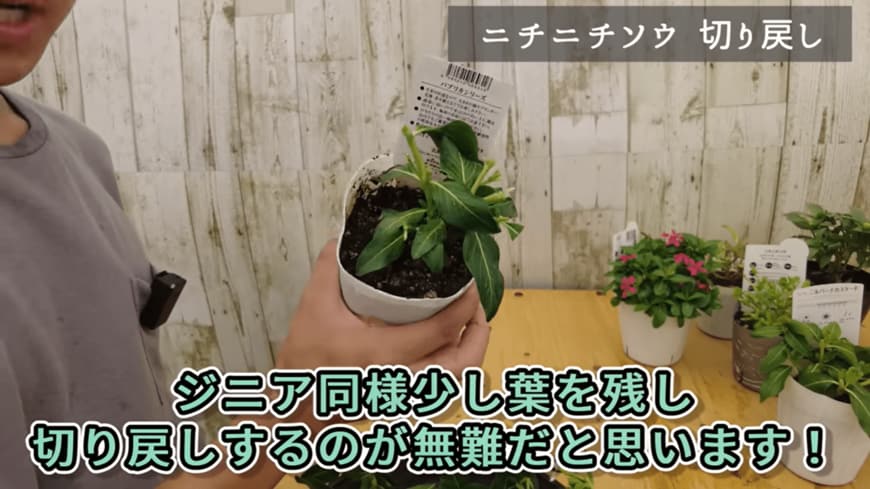 出所：@petit_fleur