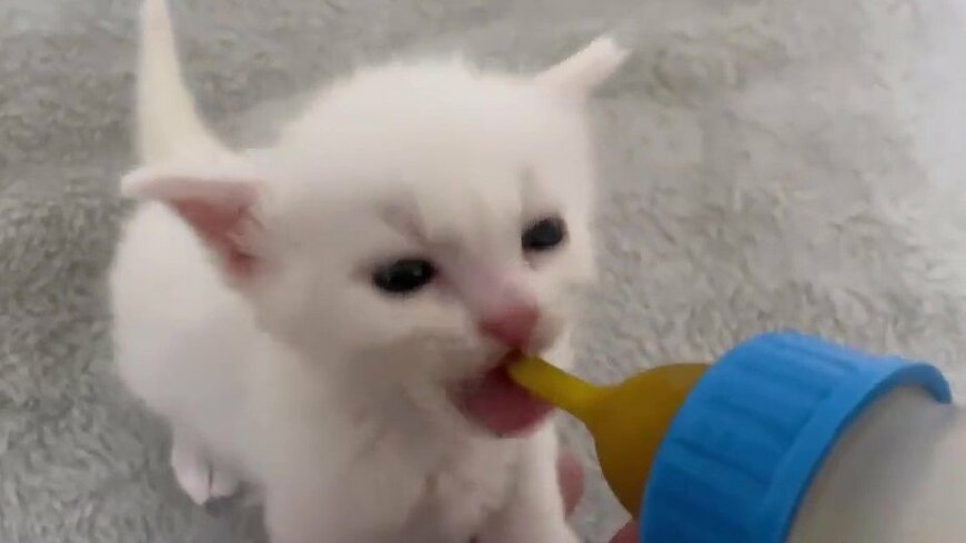 出所：@meltube_cat